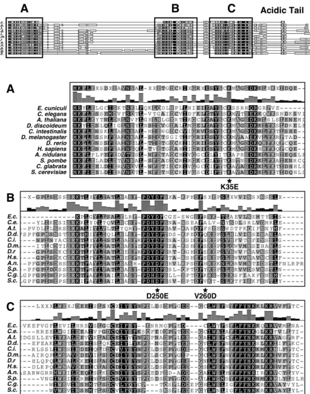 Figure  9.  Alignment  of  Maf1  sequences. Schematic representation of Maf1 protein sequences from  different  species:  Encephalitozoon  cuniculi  (gi|19069247|,  size:  161  aa),  Caenorhabditis  elegans  (gi|17506011|,  size:  245  aa),  Arabidopsis  t