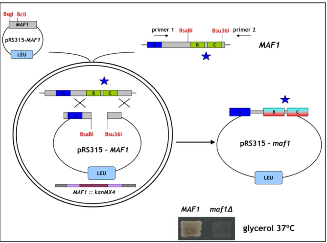 Figure  18.  Schematic  representation  of  the  experimental  strategy  applied  to  construct  Maf1  mutated  in  the  BC  domain