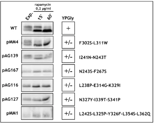 Figure  25.  Analysis  of  dephosphorylation  of  Maf1  mutated  in  the  BC  domain  in  terms  of  starvation  induced  by  rapamycin