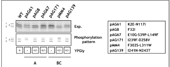 Figure 26.  Phosphorylation patter of  mutated  Maf1s  comparable to  nonmutated Maf1