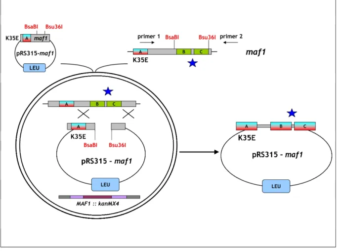 Figure 29. Schematic representation of experimental strategy applied for screening suppressor  mutations  localized  in  the  BC  domain  of  Maf1  that  compensate  the  effect  of  single  point  mutation identified in the Maf1 A domain