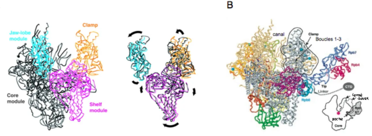 Figure 9 : Représentation des différentes parties mobiles de l’ARN polymérase II Δ4/7  (A) et de l’ARN polymérase II complète (B) (Cramer et al