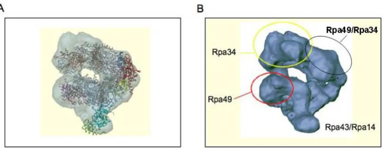 Figure 11 : Représentation spatiale de l’ARN polymérase I. (A) Comparaison de  l’enveloppe de l’ARN polymérase I avec la structure cristalline de l’ARN polymérase II  (image amicalement communiquée part de P