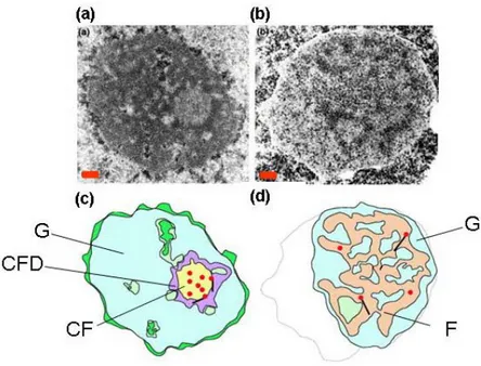 Figure 12 : Organisation nucléolaire de la cellule humaine et de la levure S. cerevisiae