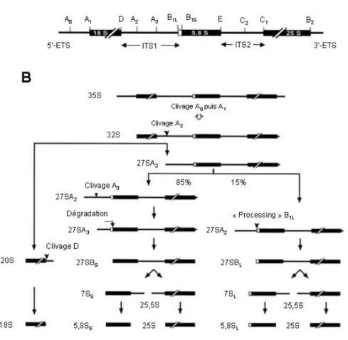 Figure 15 : Les étapes de maturation des ARNr chez S. cerevisiae.  (A) Pré-ARN  ribosomique de 35S