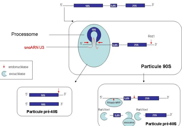 Figure 16 : Représentation des principales formes de pré-ribosomes (90S, 60S et 40S) et  quelques-uns des principaux acteurs du clivage (Complexe Utp associé à l’ARN U3 ou  processome, exosome, RNase MRP)