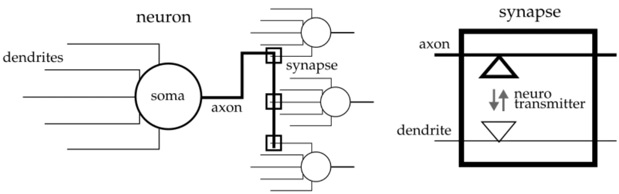 Figure 2.3: Abstract description of a biological spiking neuron
