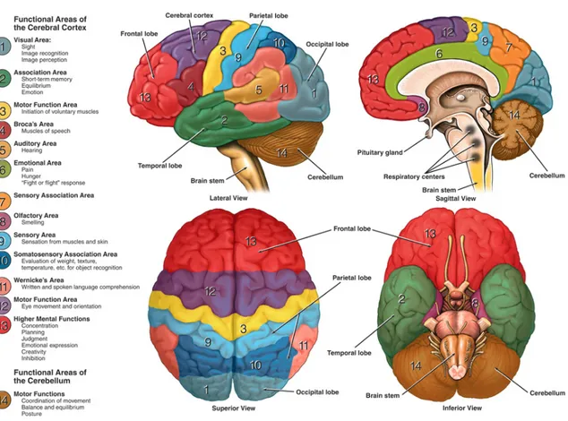 Figure 1.7: Main functional and anatomical areas of the brain.