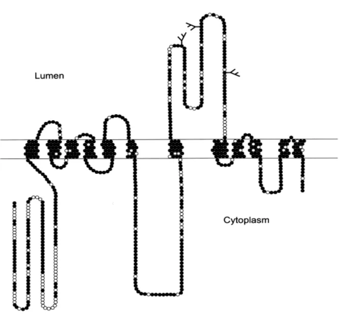 Figure  7 :  Topologie  des  protéines  SV2  et  localisation  des  résidus  conservés  entre  les  isoformes