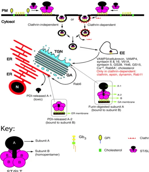 Figure 15 : Internalisation et trafic intracellulaire des toxines de Shiga et de type Shiga