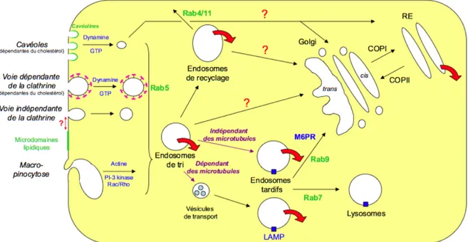 Figure 18 : Différentes voies d’endocytose et de trafic intracellulaire exploitées par les  toxines