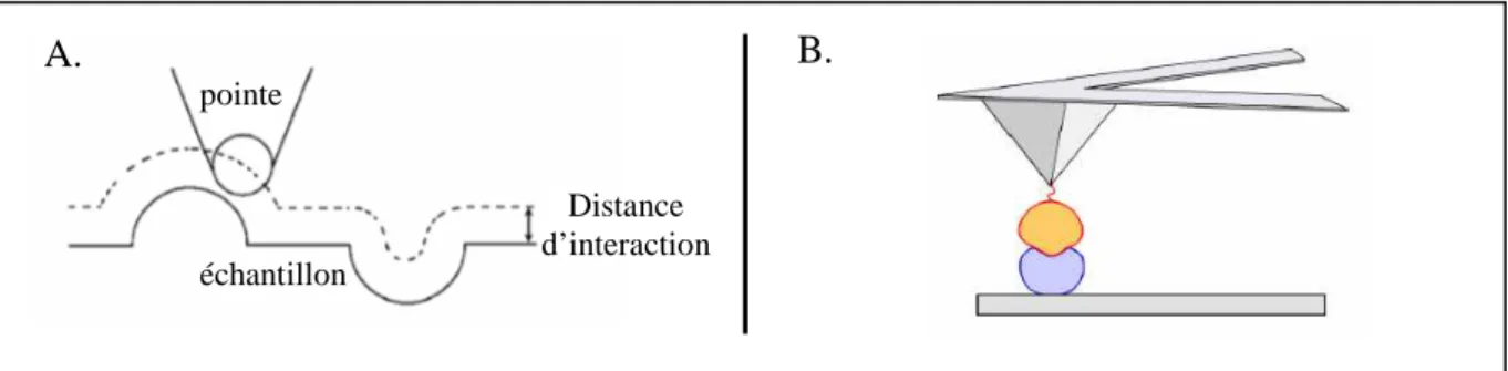 Figure  I-11  A.  Visualisation  de  la  topologie  d’une  molécule  par  AFM ;  B.  Détection  d’une  interaction  protéine–ligand par AFM