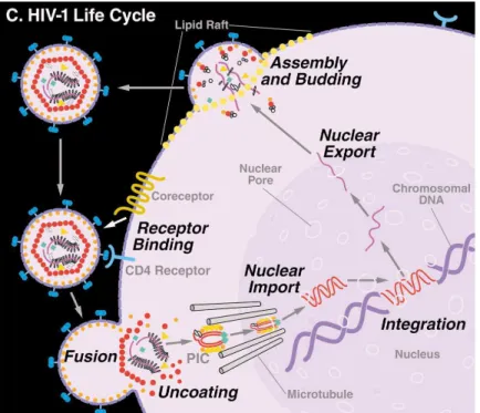 Figure 6 :   Schéma des principales étapes du cycle biologique du VIH-1 (d’après Shermann et Greene,  2002) 