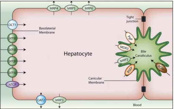 Figure 26 :   Localisation  des  transporteurs  d’influx  et  d’efflux  sur  les  hépatocytes  (Source :  www.solvobiotech.com)  