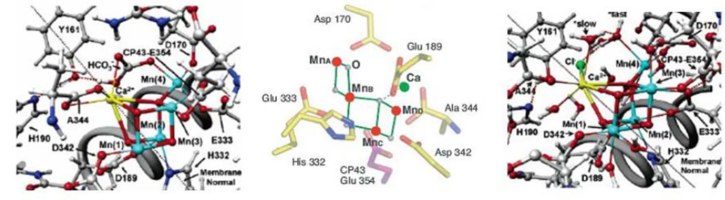 Figure 3: Different models proposed for the structure of the OEC from the groups of Barber 21  (left), Yachandra 22 (middle), Batista 23  (right)