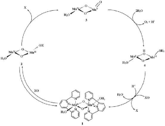 Figure 18: Proposed reaction mechanism for O 2  formation from the reaction of [(terpy)(H 2 O)Mn(µ- O)Mn(µ-O) 2 Mn(H 2 O)(terpy)] with an external oxidant