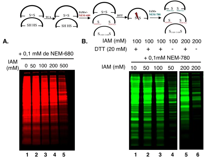 Figure  7.  Recherche  de  la  concentration  optimale  d’IAM  pour  diluer  le  NEM  fluorescent