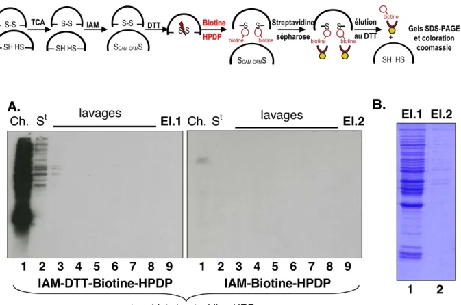 Figure 11. Contrôle des conditions de purification des protéines marquées par  la  Biotine-HPDP  (A),  et  de  la  purification  spécifique  des  protéines  oxydées  marquées par la Biotine-HPDP (B)