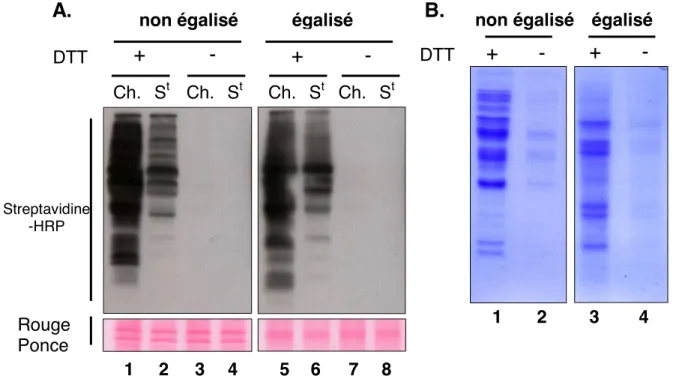 Figure  14.  Contrôle  de  la  purification  des  protéines  oxydées  marquées  par  la  Biotine-HPDP après égalisation