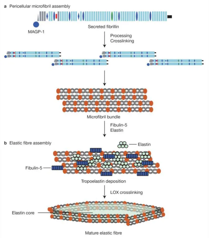 Figure 9 : Schema de l’assemblage des microfibrilles et des fibres élastiques. D’après Kielty CM 2006