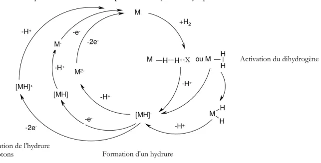 Fig. 35 : Principales étapes de l'oxydation hétérolytique du dihydrogène en protons (cas d'un  mécanisme à un seul centre métallique), X est un site basique