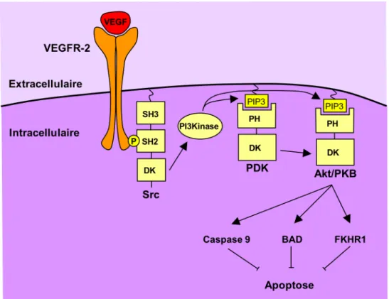 Figure 10 : VEGF et survie 