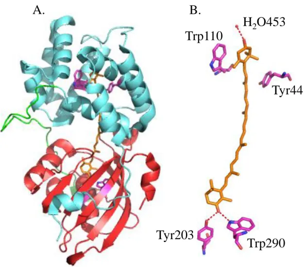 Figure  12.  Structure  of  the  OCP  isolated  from  Arthrospira  maxima. A. 