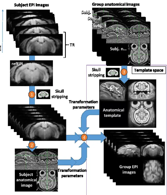 Figure 24 | Four major steps for the fMRI image coregistration to an anatomical template
