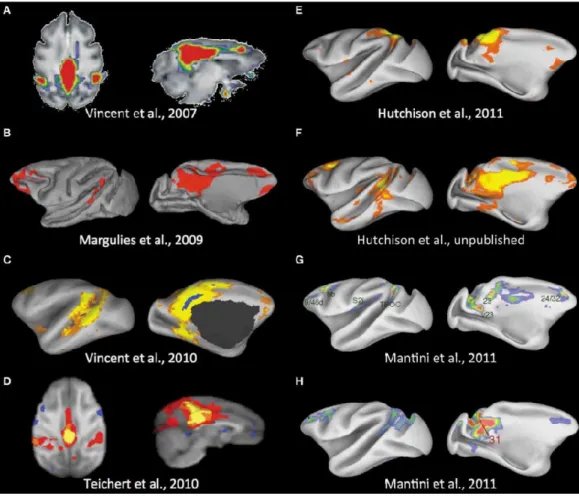 Figure 15 | Synthesis of the macaque DMNs observed in rsfMRI literature. 