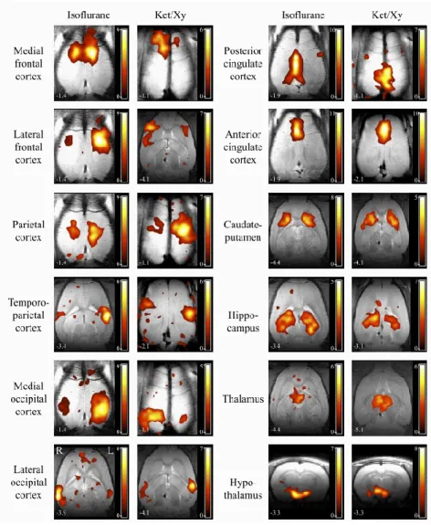 Figure  17  |  Reproducible  cerebral  networks  in  rats  under  two  types  of  anaesthesia