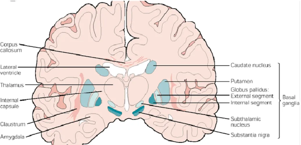 Figure  2  Representation  of  human  brain  coronal  section  showing  basal  ganglia  (in  blue)  in  relation  to  surrounding structures (adapted from Nieuwenhuys et al 1981) (Wichmann &amp; Delong 2007)