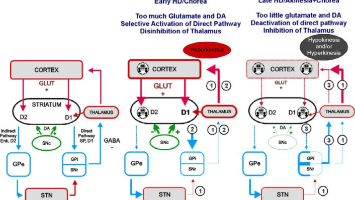 Figure 5 Glutamate and DA in basal ganglia function in intact brain and during HD (André et al 2010)