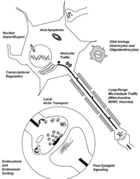 Figure 7 Schematic illustrating the biological functions of wt-Htt (Schulte &amp; Littleton 2011).