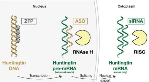 Figure 15 Schematic illustration of the three main approaches to lowering HTT (Wild &amp; Tabrizi 2014)