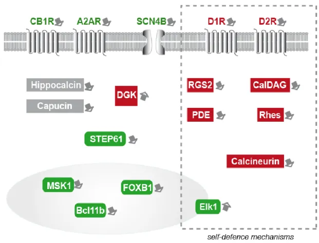 Figure  1:  Schematic  representation  of  the  striatal  markers  that  have  been  experimentally  686 