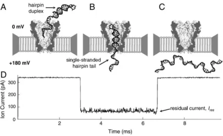 Figure 11: Detection and translocation of DNA hairpins through the MspA nanopore. Ref [46] 