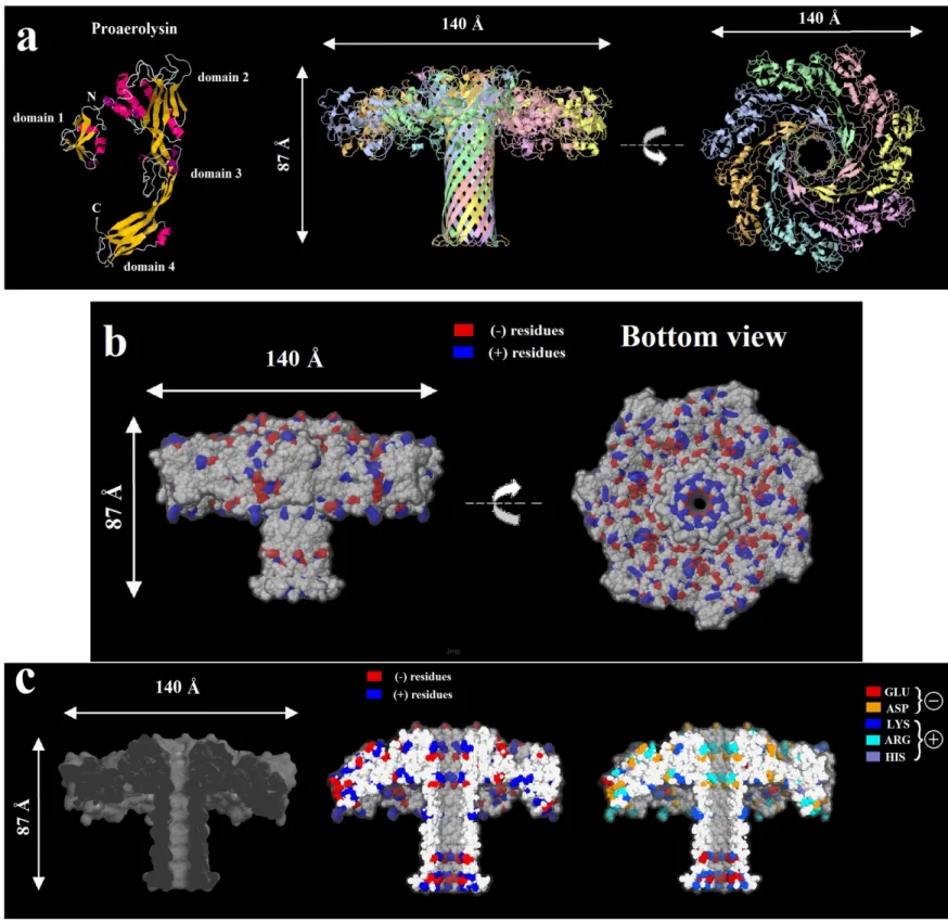 Figure  16:  Simulation  of  the  Cryo-EM  aerolysin  structure  using  Jmol  (PDB).  Cartoon  structure  of  the  secondary  structure of: (a1) proaerolysin and its different domains, the N and C terminal are also shown