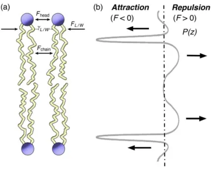Figure  19:  Extracted  from  [99]  (a)  Schematics  of  symmetrical  lipid  bilayer  with  representation  of  repulsive  and  attractive  attractions