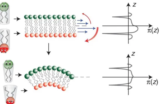 Figure 20: extracted from [98] schematics of rearrangement of asymmetrical monolayers