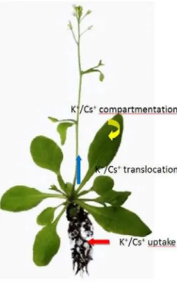 Fig 6: Principle of radionuclides extraction from sand and  rubbles using supercritical CO 2