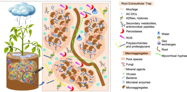 Figure 1: Soil matrix, a complex system (adapted from Wilpiszeski et al., 2018 and Driouich  et  al.,  2019)