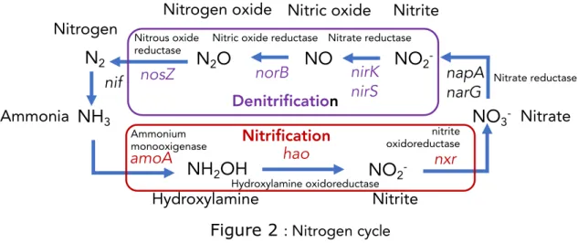 Figure 2  : Nitrogen cycle 