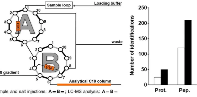 Figure 3. 2D-LC chromatography. Left: valve mounting for online 2D-LC-MS/MS; right: As an example,  the  number  of  proteins  (prot.)  and  peptides  (pep.)  of  respiratory  BN-PAGE  band  9  identified  with  1D-LC  (white) or 2D-LC (black)
