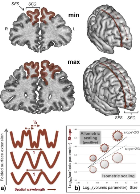 Fig 1: Modeling framework for cortical folding.