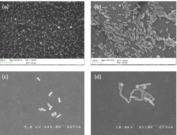 Figure SP2  SEM Characterization of the different GNRs after their immobilization onto ITO coated glass cover  slides (see Methods) : (a) GNR1 (d=6 nm, L= 27 nm) ; (b) GNR2 (d=10 nm, L =40 nm) ; (c) GNR3 (d=21.5 nm, 