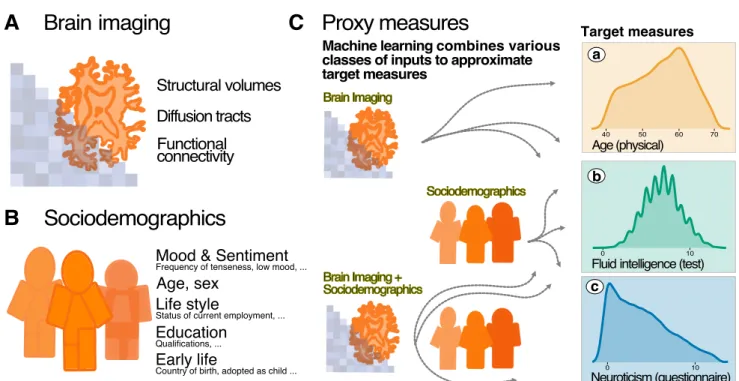 Figure 1. Methods overview: building and evaluating proxy measures We combined multiple brain-imaging modalities (A) with sociodemographic data (B) to approximate health-related biomedical and psychological constructs (C), i.e., brain age (accessed through