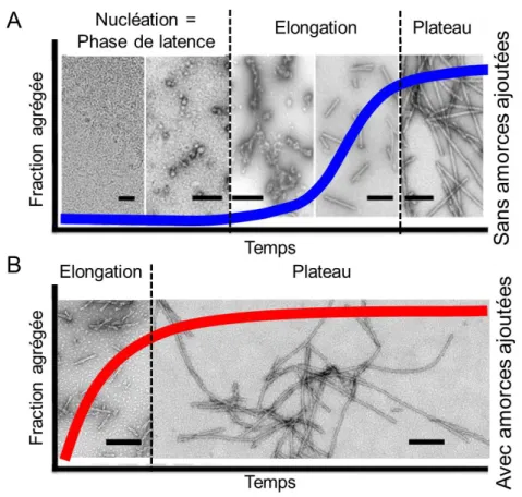 Figure  7 :  Suivi  d’agrégation  illustré  par  des  images  de  microscopie  électronique