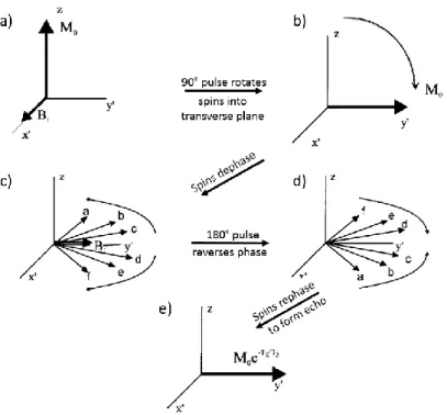 Figure 2.3 : Description of spins behavior during a spin echo experiment. a) Spins are along z-axis,  forming M 0  vector