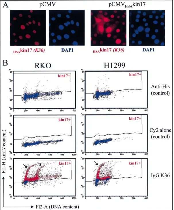 FIG. 4. Transient overexpression of KIN17 ( HSA kin17) protein changes the chromatin conformation as judged by flow cytometry