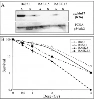 FIG. 5. Increased radiosensitivity of cells displaying low levels of KIN17 ( HSA kin17) protein
